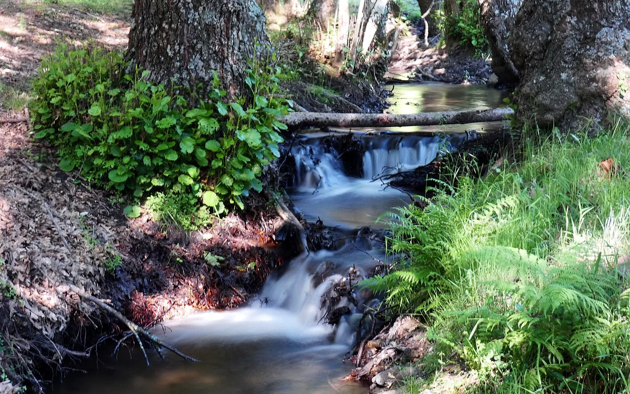 Photo of Navahondilla
