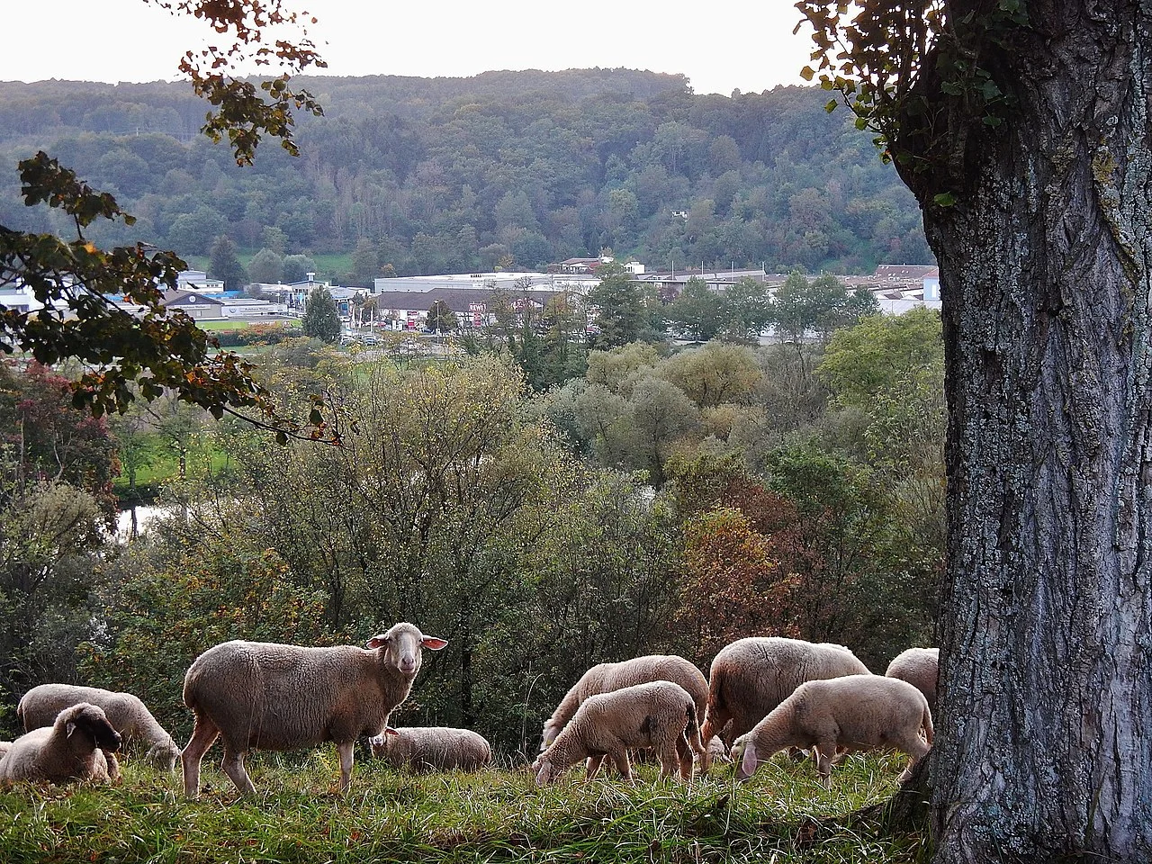 Photo of Neckartenzlingen