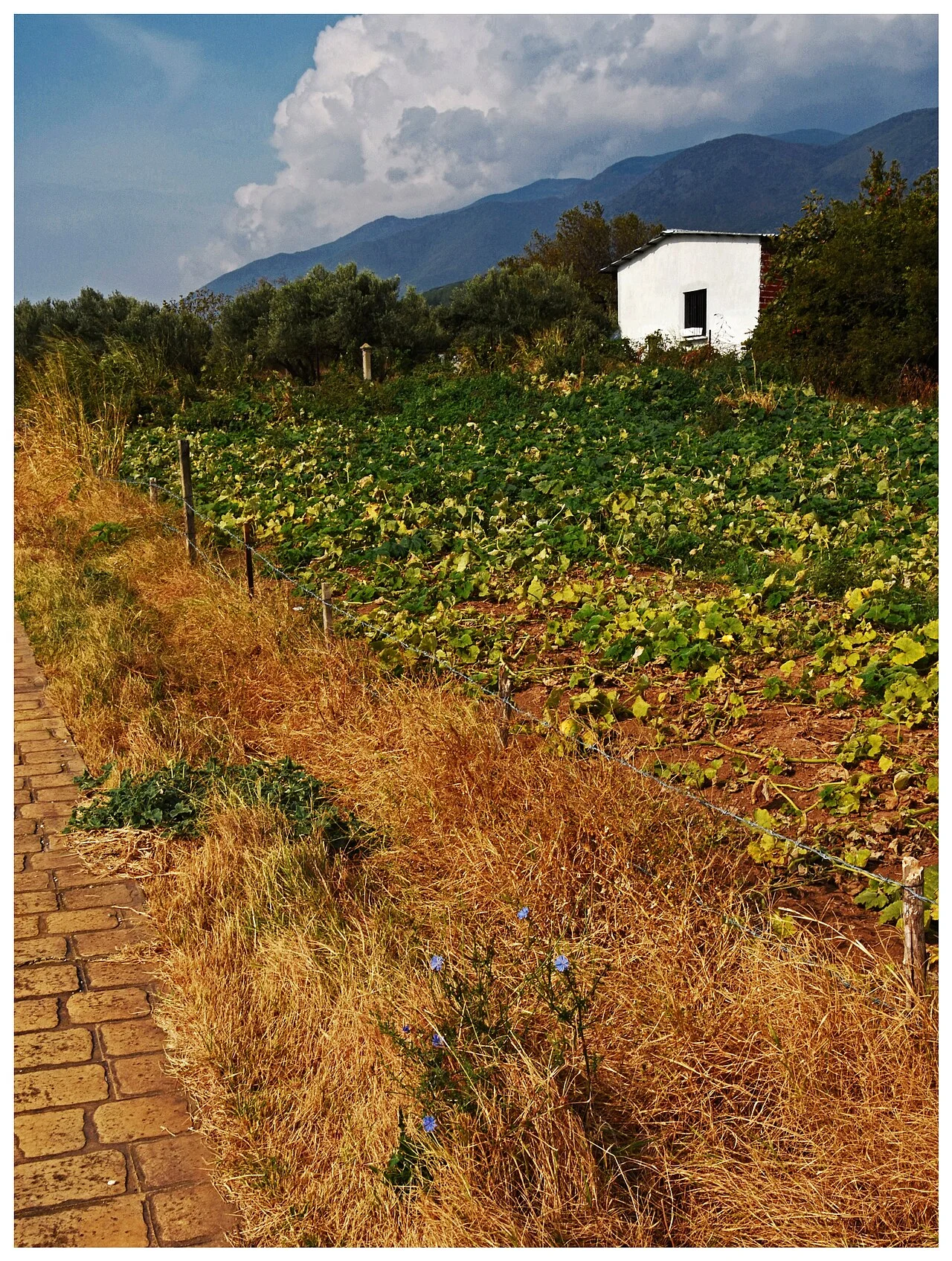 Photo of Néo Petrítsi