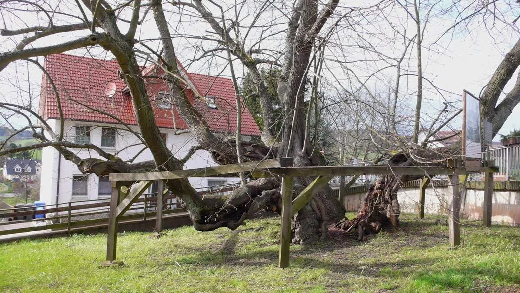 Photo of Niedenstein