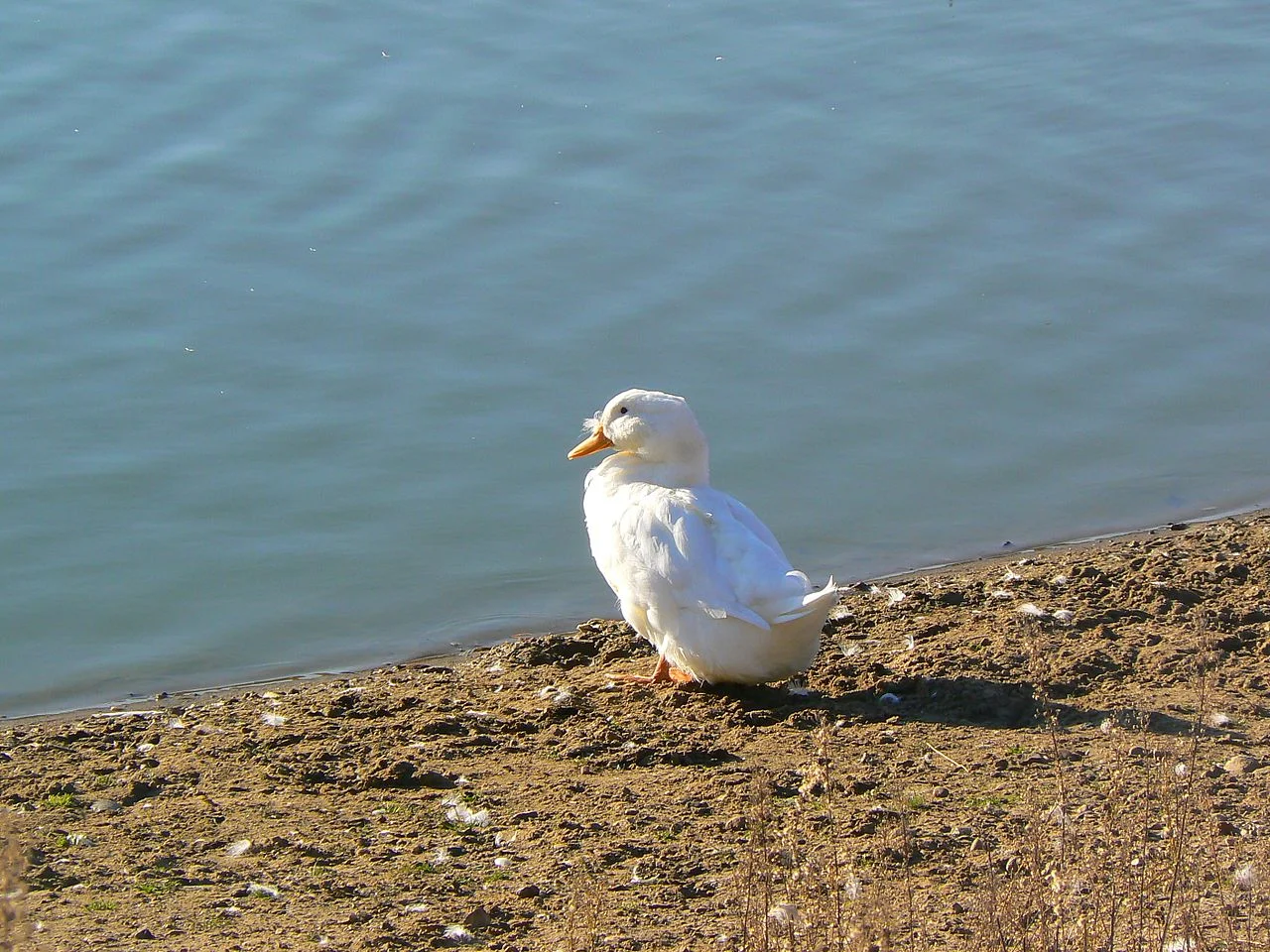Photo of Nizhniy Ingash
