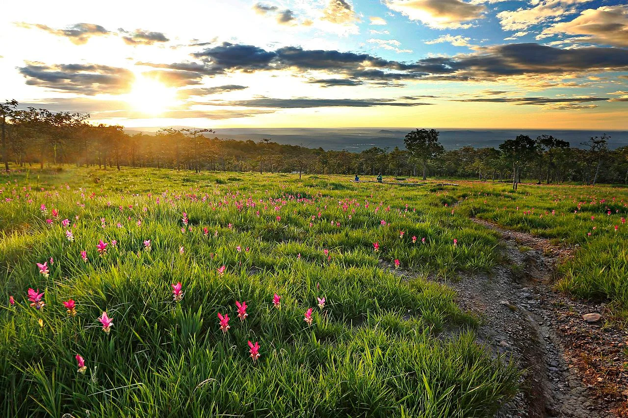 Photo of Nong Bua Rawe