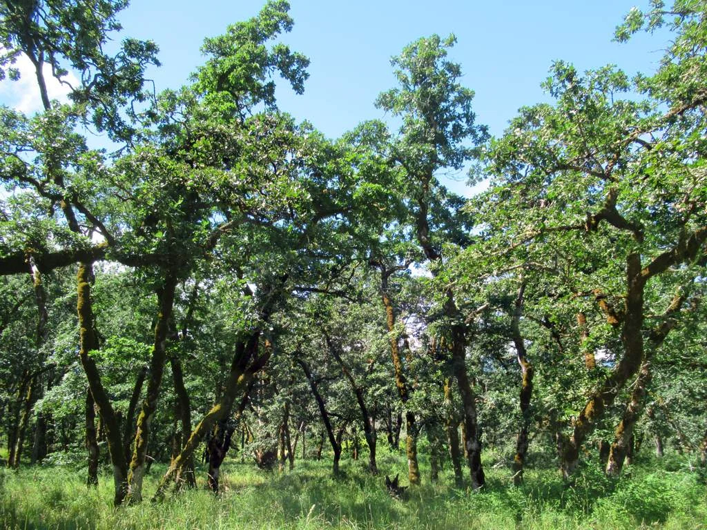 Photo of North Cowichan