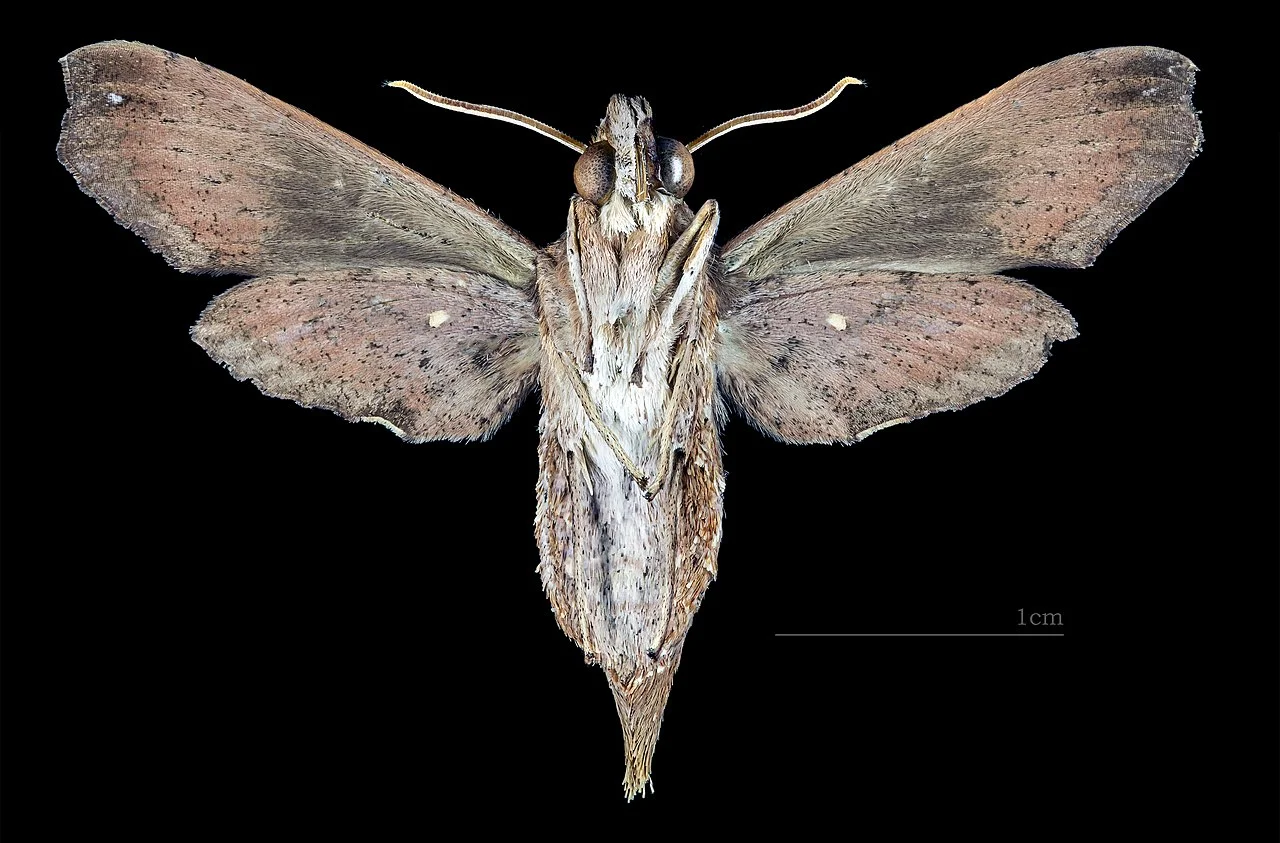 Photo of North Lakhimpur