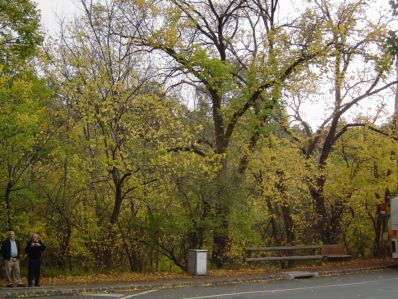 Photo of North Warrandyte