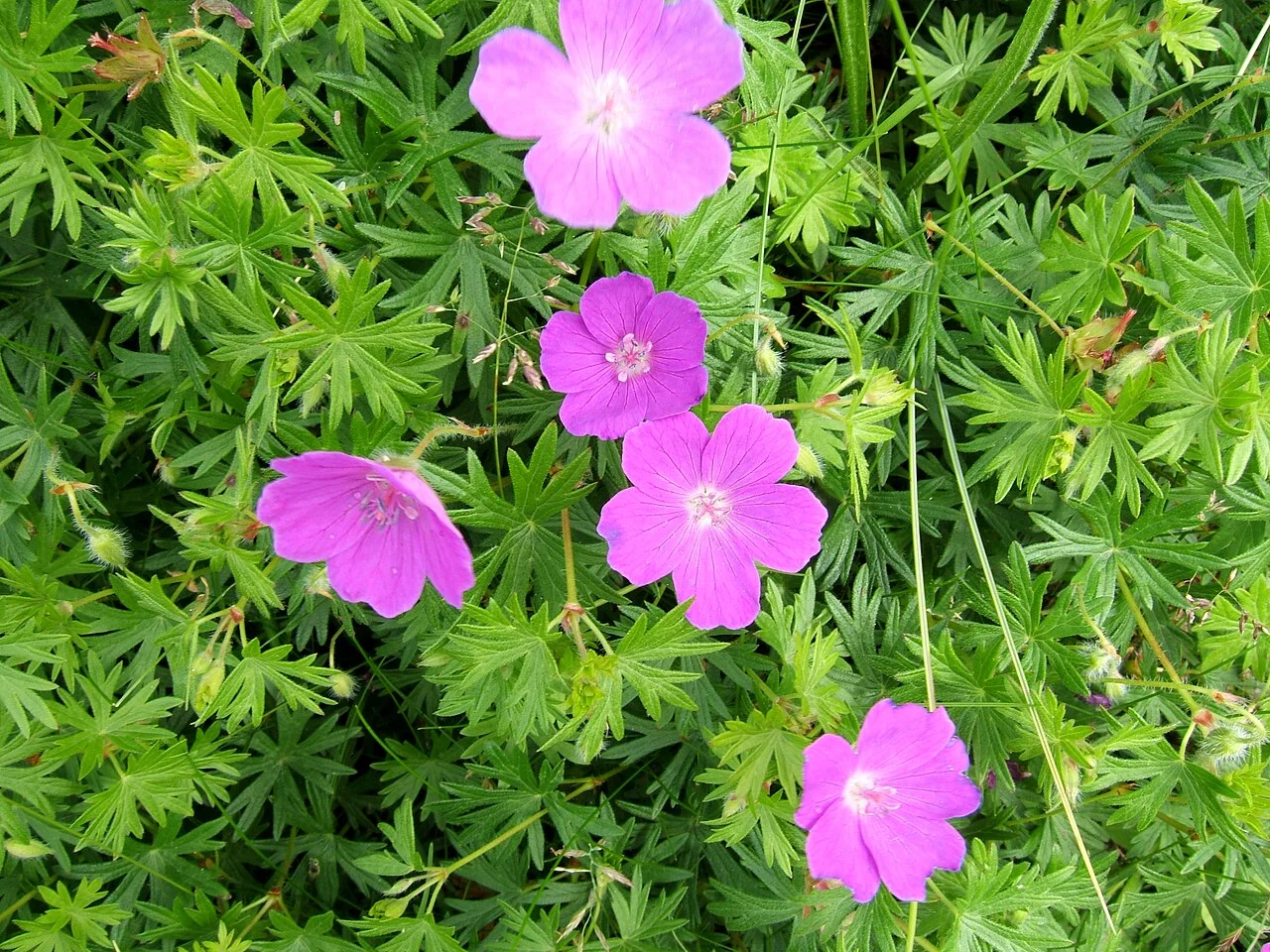 Photo of Northumberland