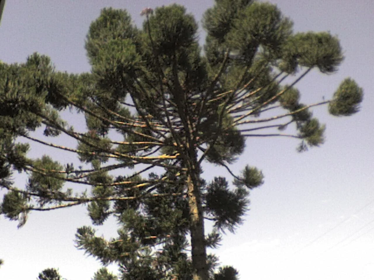 Photo of Nova Erechim