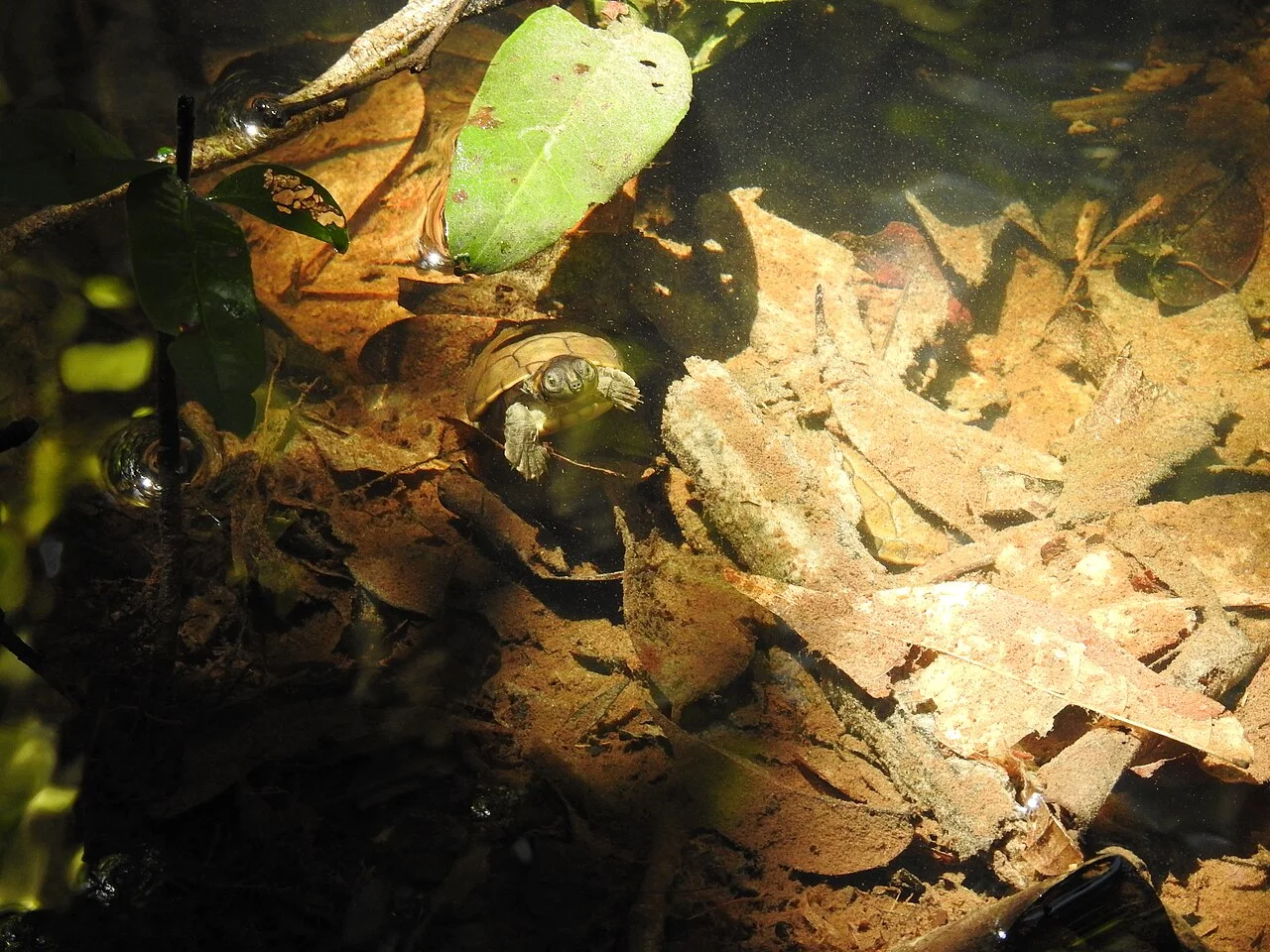 Photo of Nova Floresta