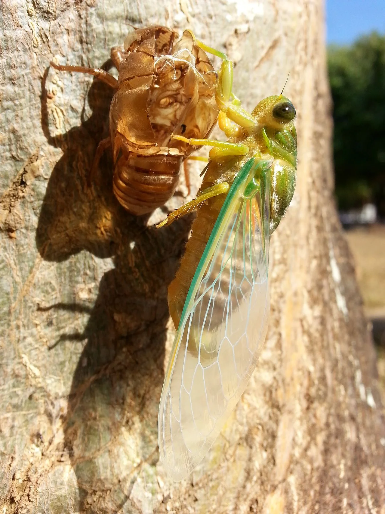 Photo of Nova Guarita