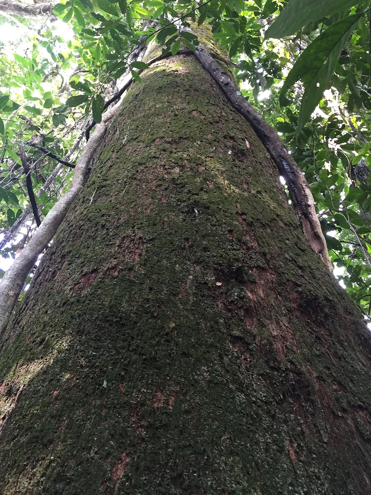 Photo of Nova Maringá