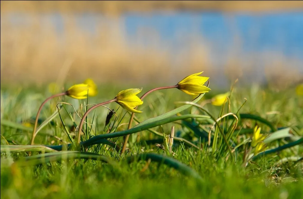 Photo of Novaya Chigla