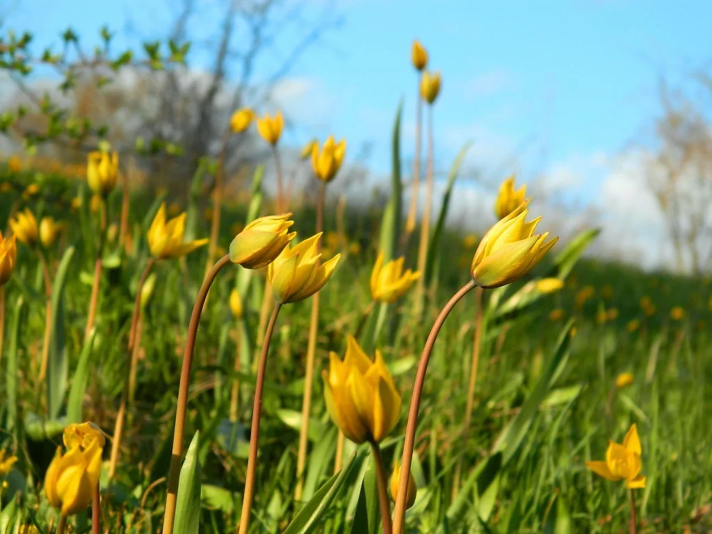 Photo of Novaya Chigla