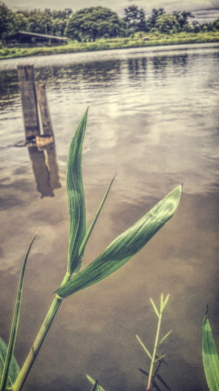 Photo of Novo Horizonte do Oeste