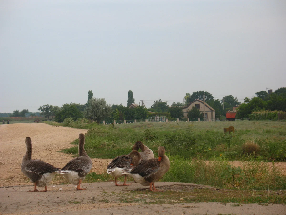 Photo of Novoselivka