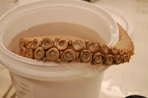 Photo of Novoul’yanovsk