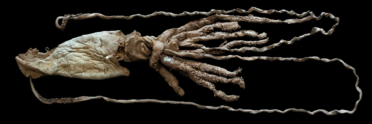 Photo of Novoul’yanovsk