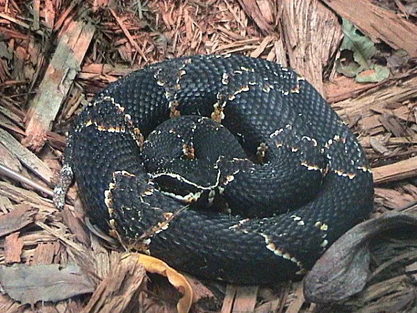 Photo of Nuevo Francisco León