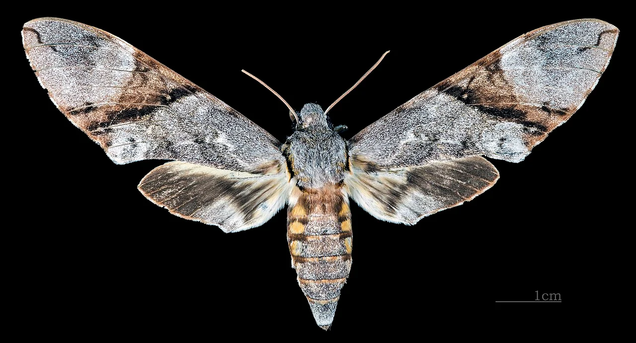 Photo of Nuevo Xcán