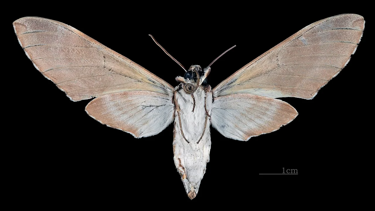 Photo of Nuevo Xcán