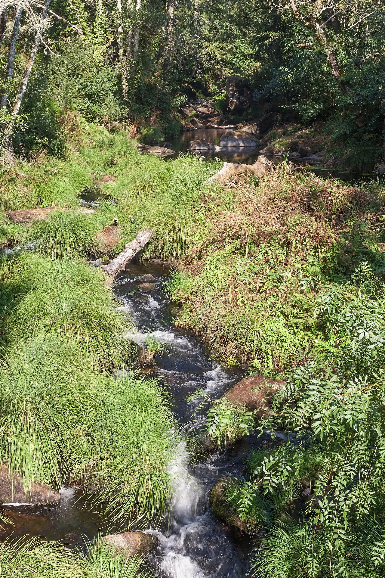 Photo of O Carballiño