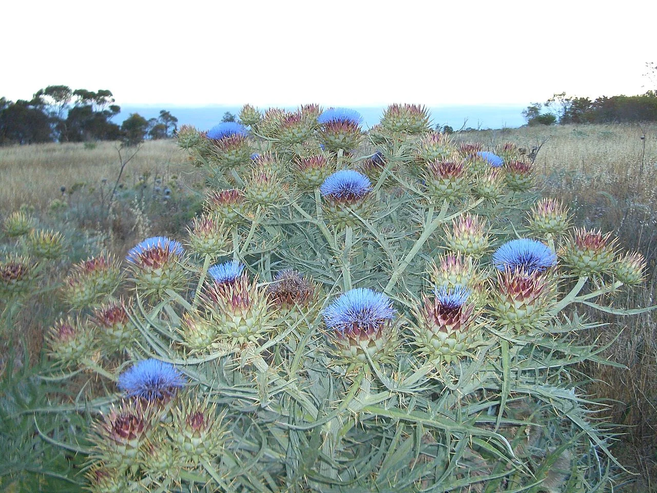 Photo of O’Halloran Hill