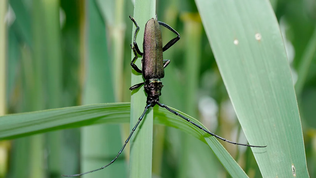 Photo of Oberhausen-Rheinhausen