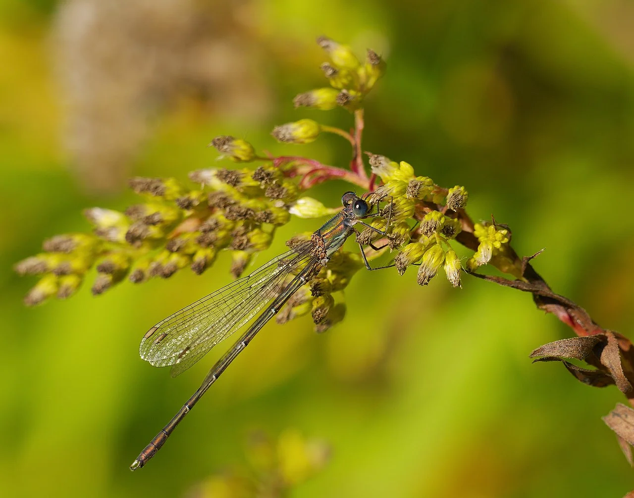 Photo of Oberhausen-Rheinhausen