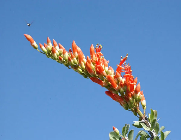 Photo of Ocotillo