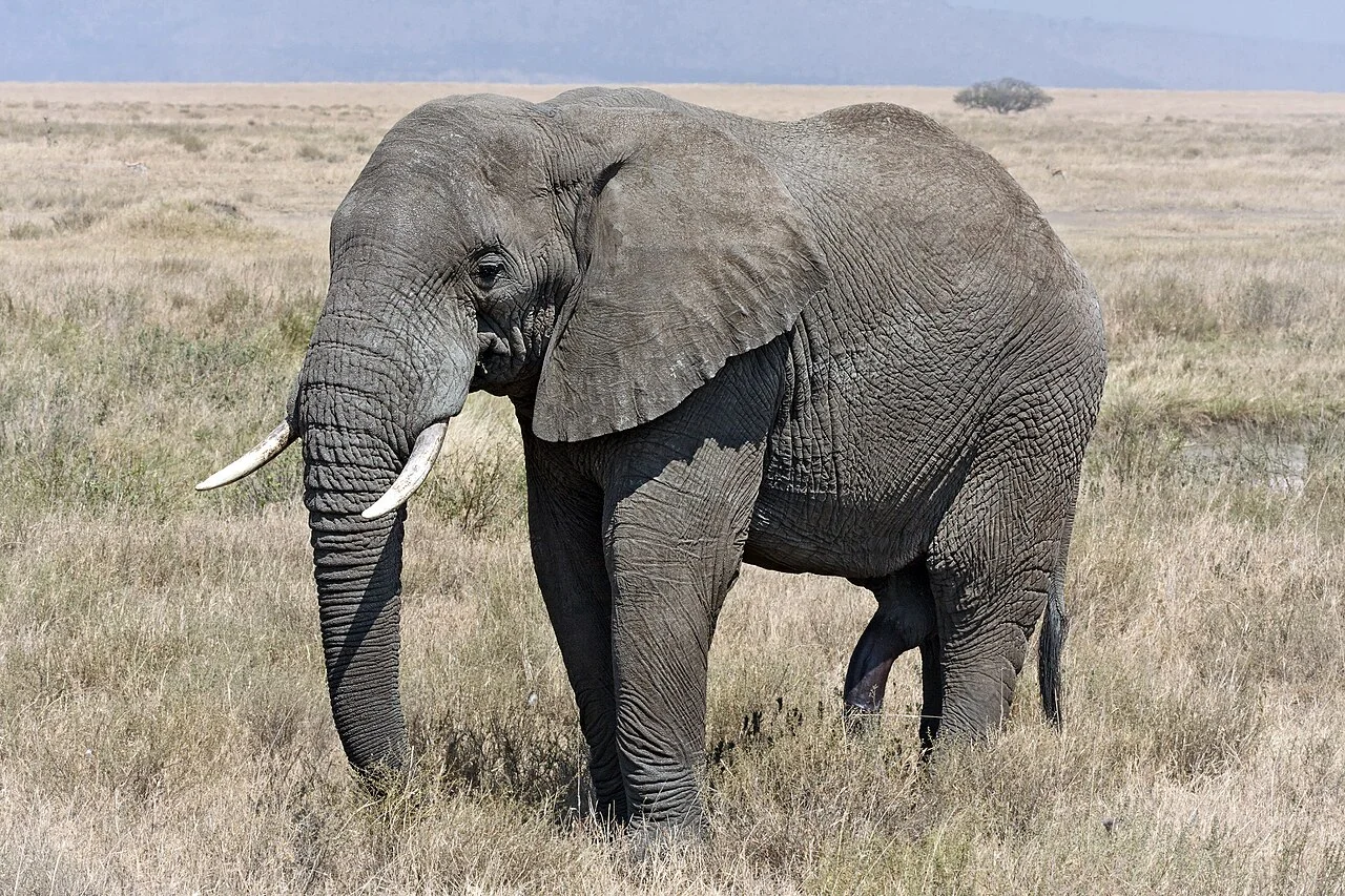 Photo of Old Shinyanga