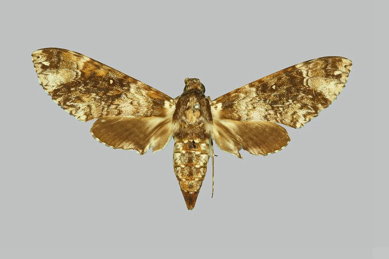 Photo of Old Shinyanga