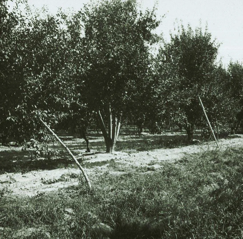 Photo of Orchard Mesa