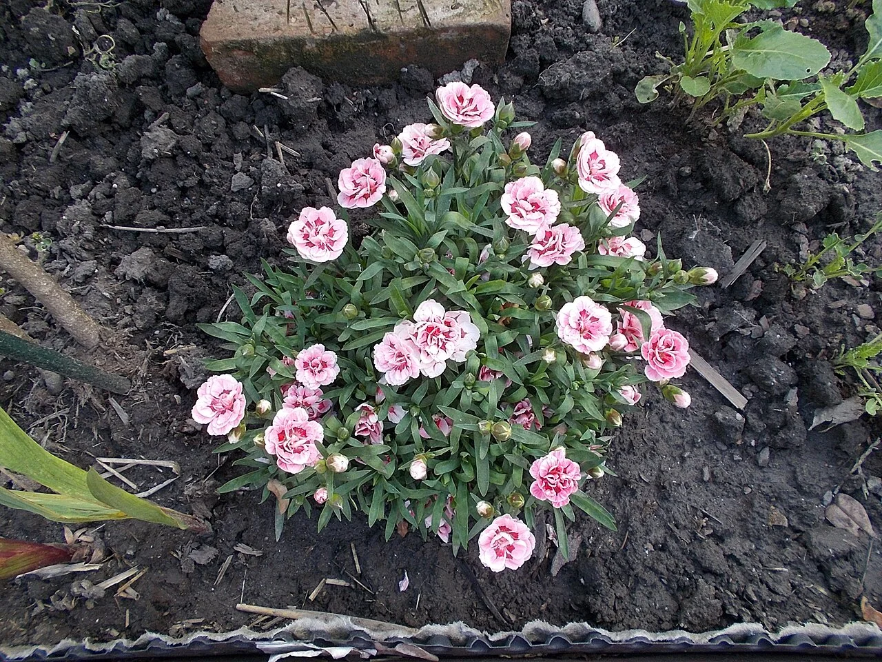 Photo of Orczynegyed