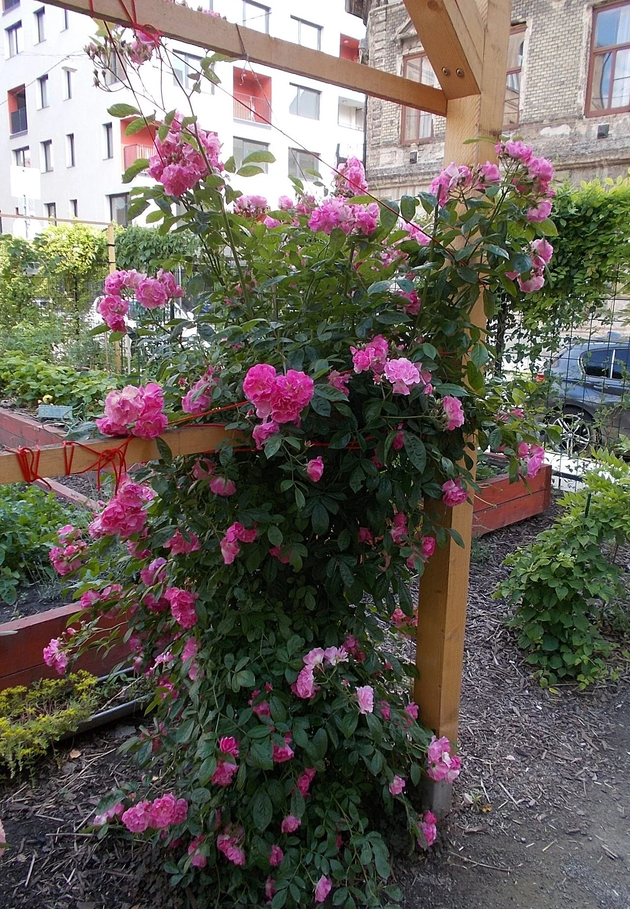 Photo of Orczynegyed