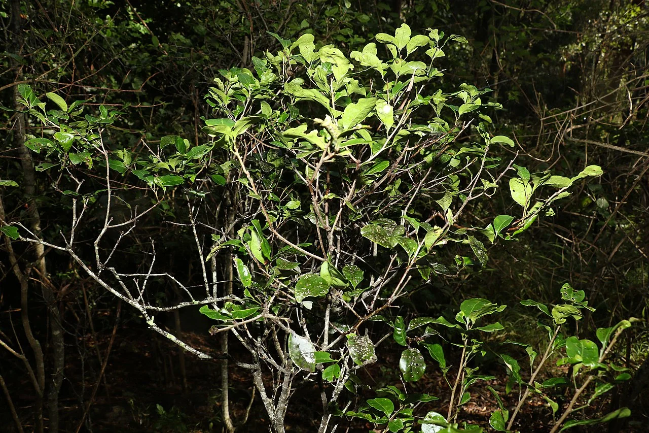 Photo of Ormeau Hills