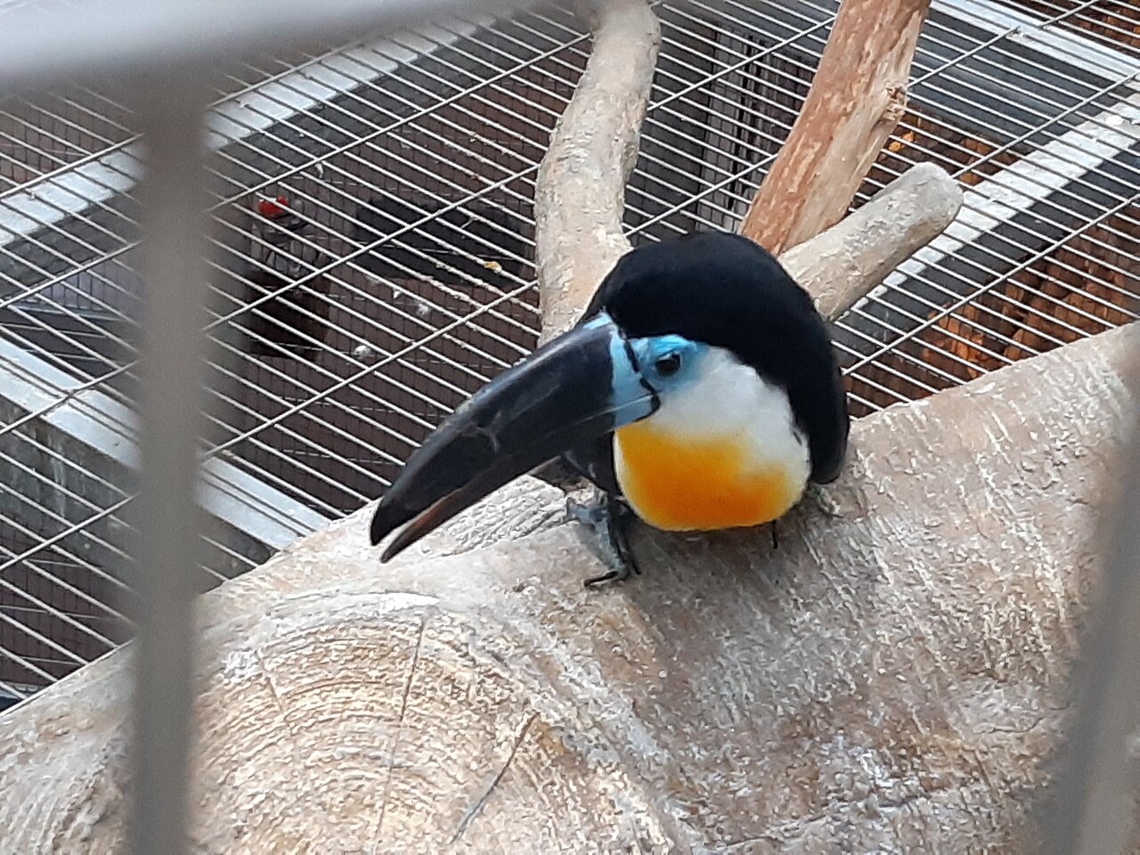Ramphastos vitellinus vitellinus in Osan Bird Park