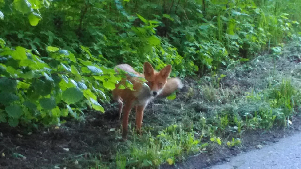 Photo of Ostrężnica