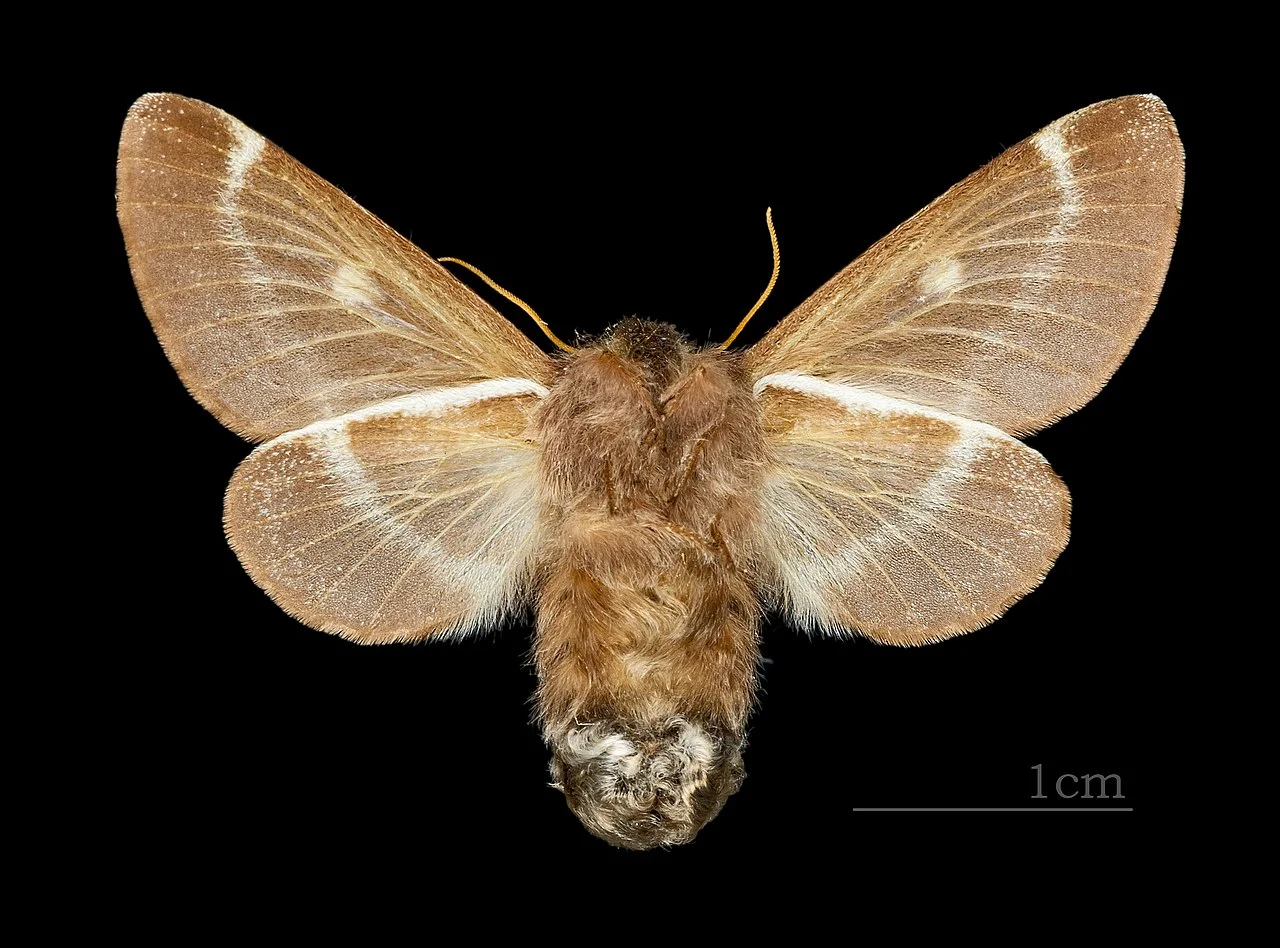 Photo of Ozoir-la-Ferrière