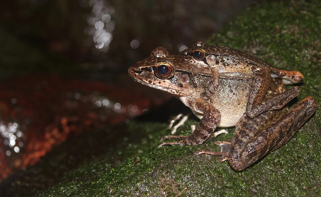 Photo of Padarincang