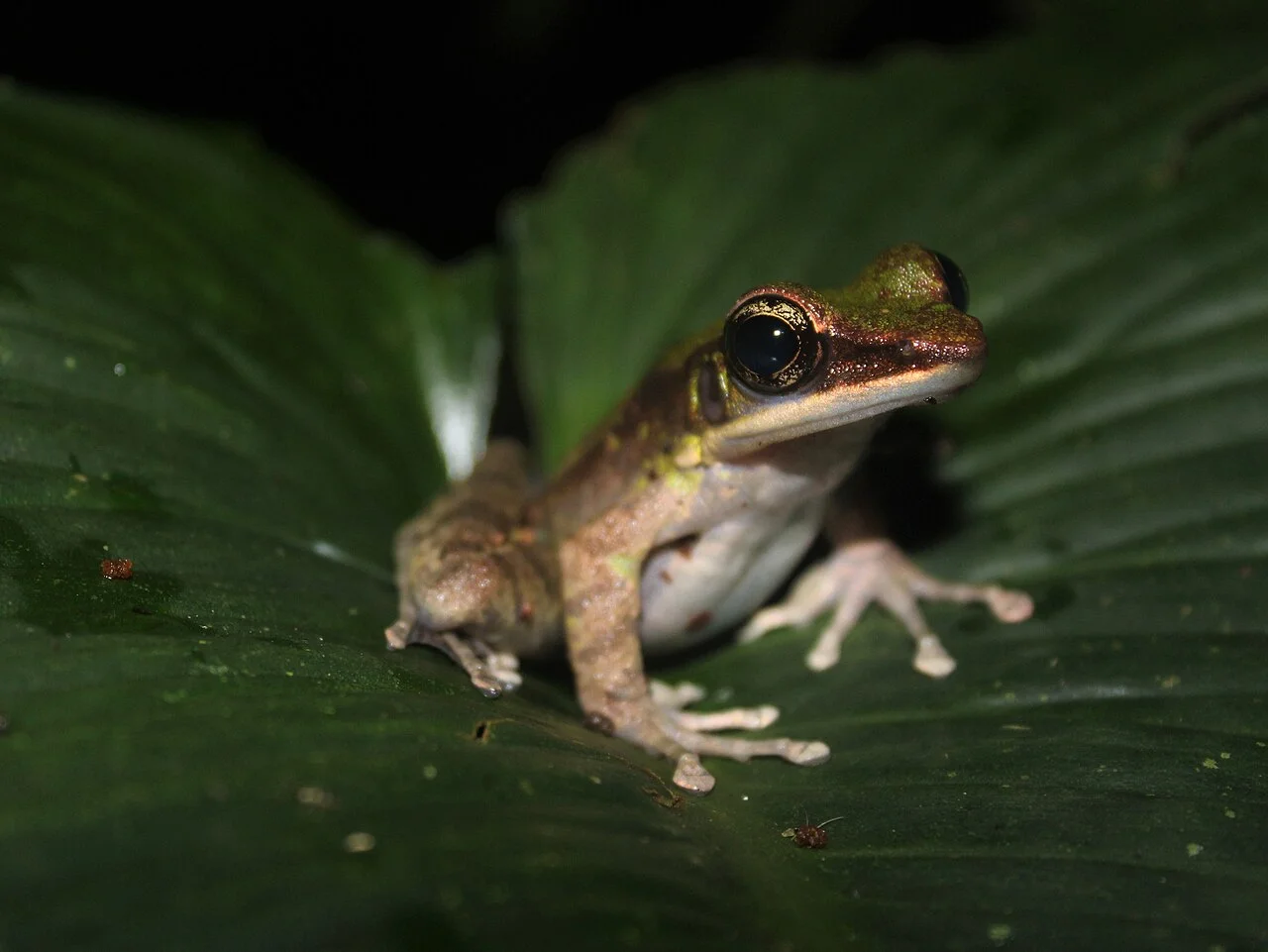 Photo of Padarincang