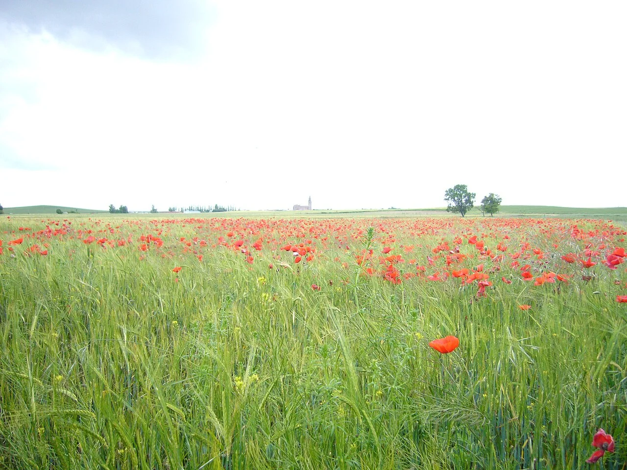 Photo of Palaciosrubios