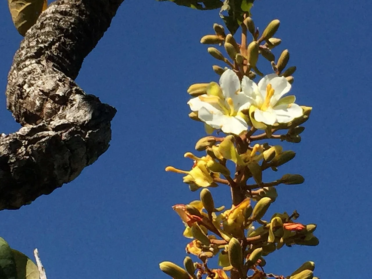 Photo of Palestina de Goiás