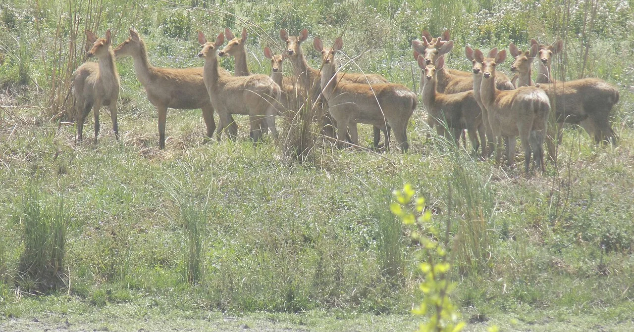 Photo of Paliā Kalān