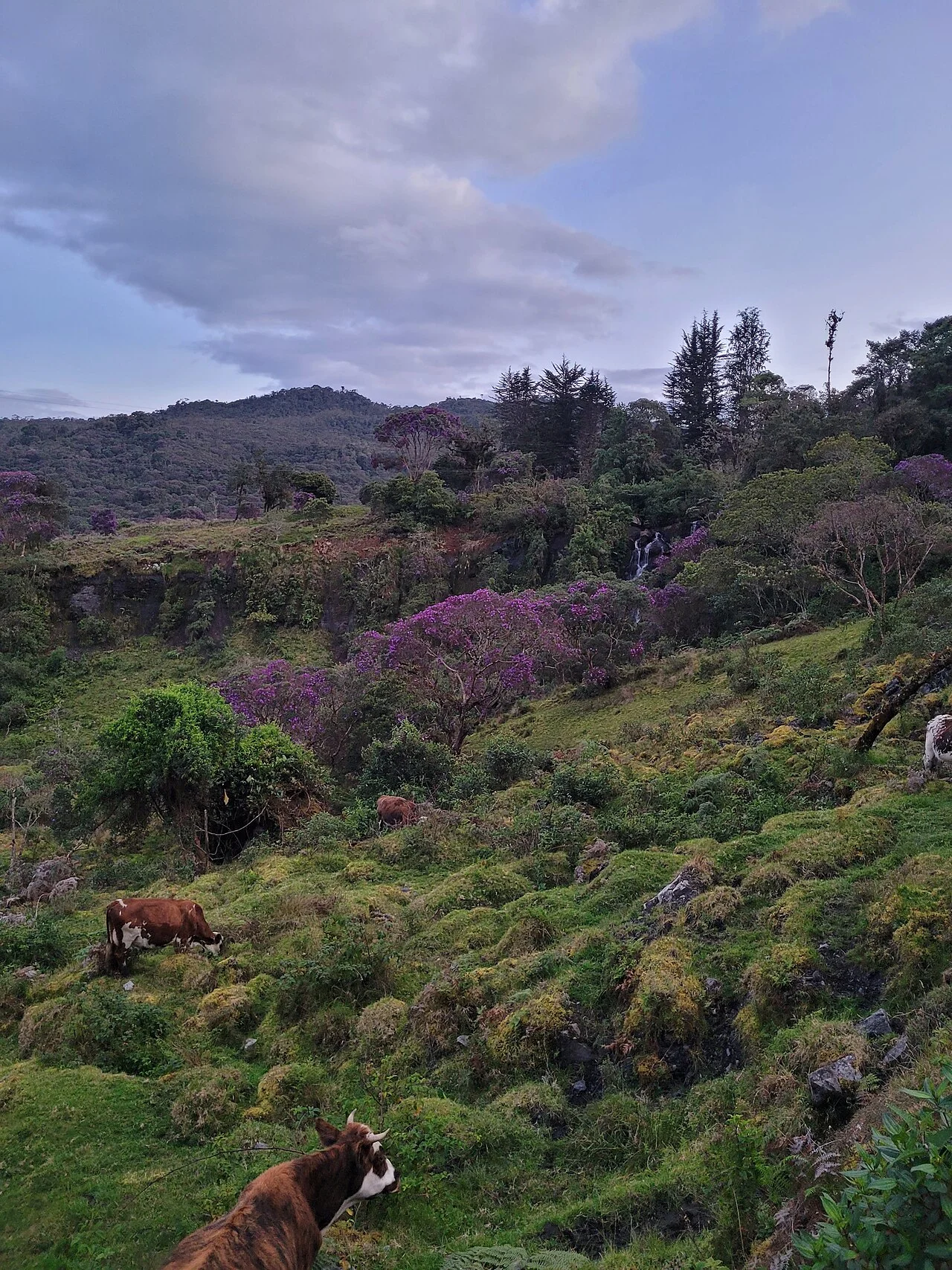 Photo of Palmar Arriba