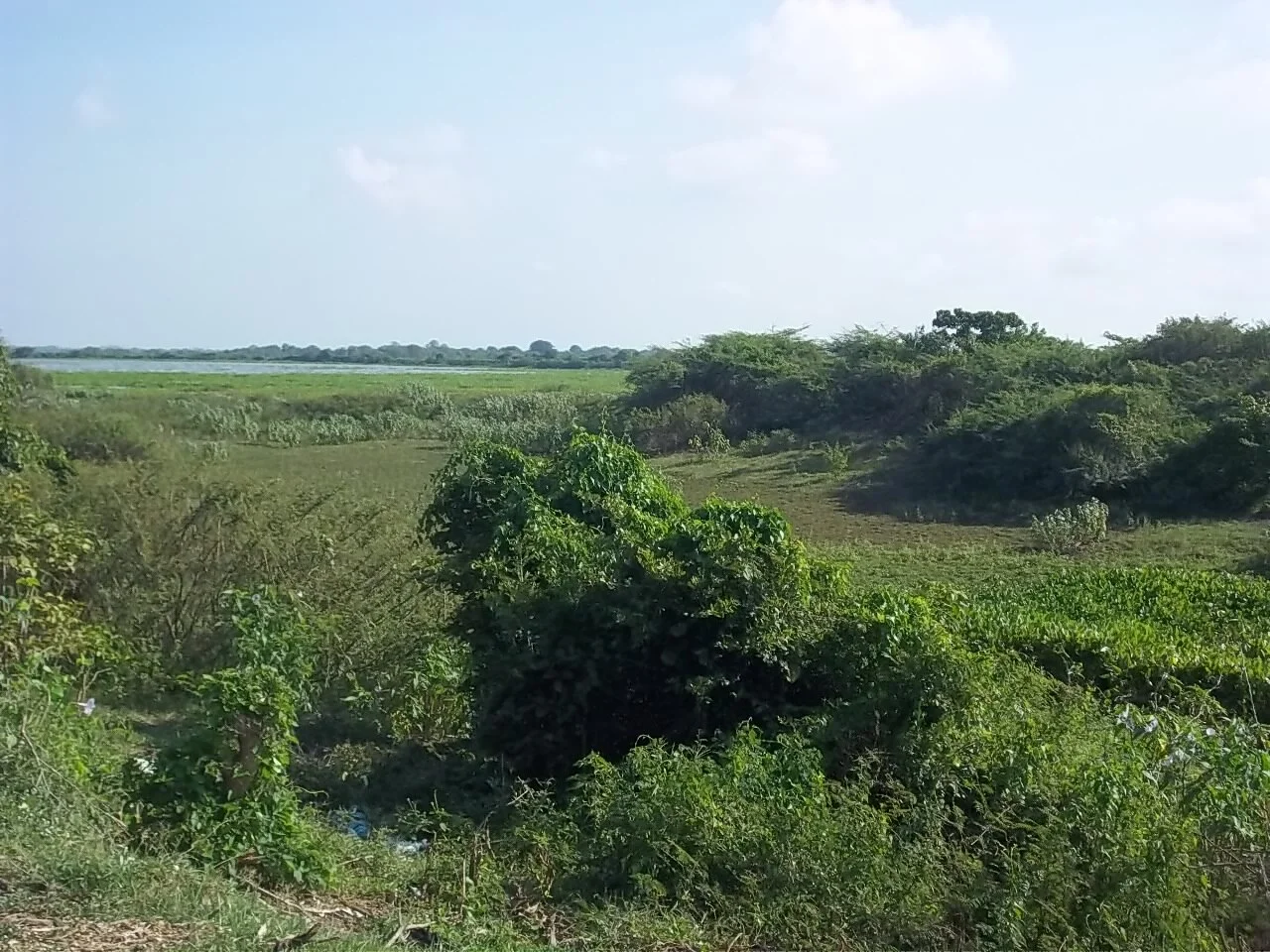 Photo of Palmar de Varela