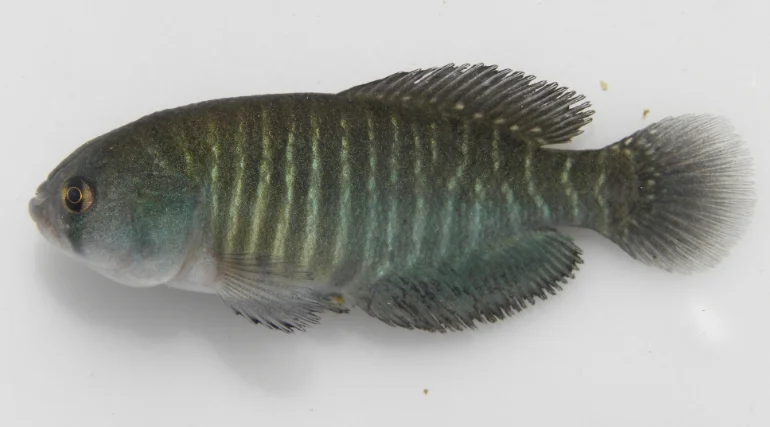 Photo of Palmar Grande