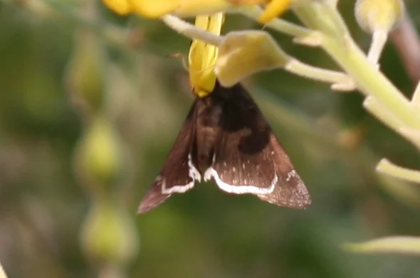 Photo of Palmview South