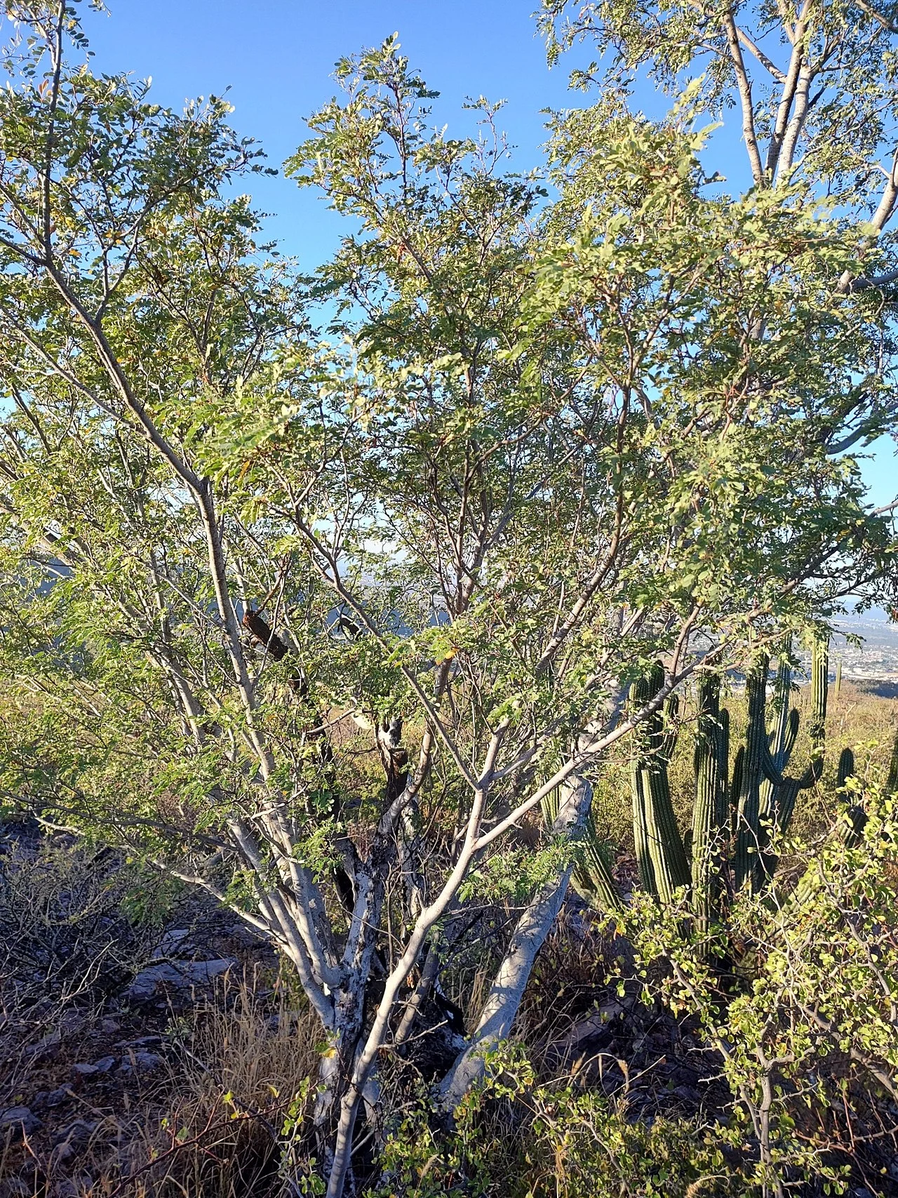 Photo of Palo Blanco