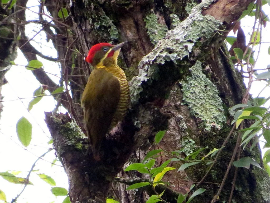 Photo of Pampa del Indio