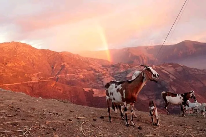 Photo of Pampas Grande