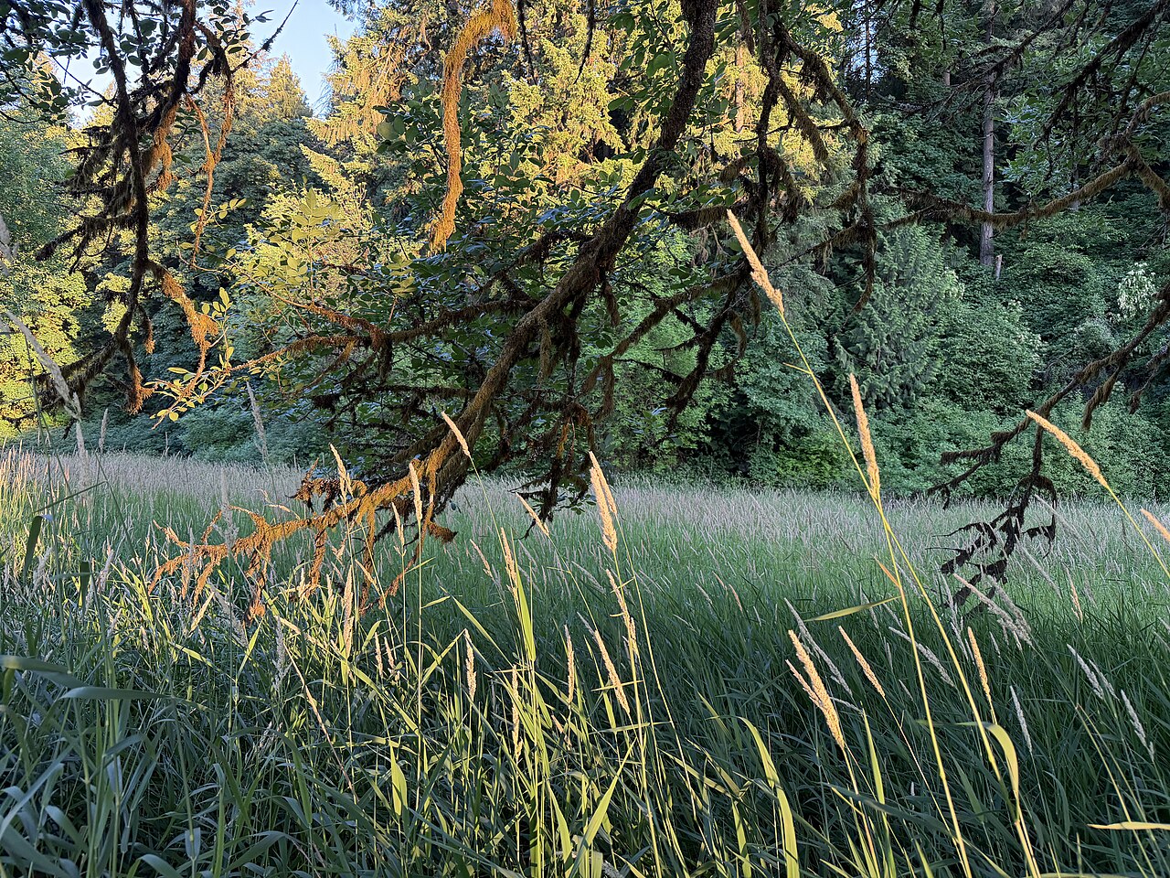 A summer evening walking along the East Fork Lewis River in Paradise Point State Park (Clark County, Washington). The low sun was highlighting grass and branches along the trail.